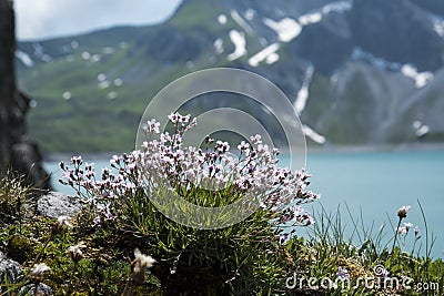 Gypsophila repens with in the background the LÃ¼ner See in Austria Stock Photo