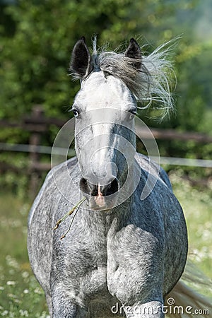 Gypsy Cob at canter Stock Photo