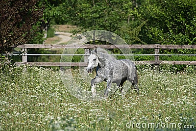 Gypsy Cob at canter Stock Photo