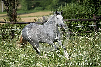 Gypsy Cob at canter Stock Photo