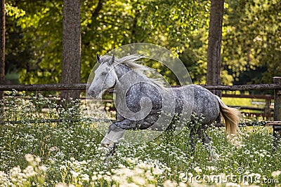 Gypsy Cob at canter Stock Photo