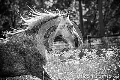 Gypsy Cob at canter Stock Photo