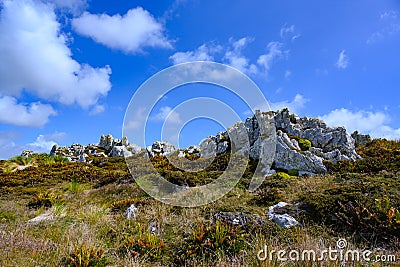 Gypsy Cove, beautiful landscape with summer vegetation in Yorke Bay, Stanley, Falkland Islands Stock Photo