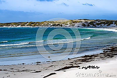 Gypsy Cove with small magellanic penguin colony - Sphensicus magellanicus -, Yorke Bay, Stanley, Falkland Islands Stock Photo