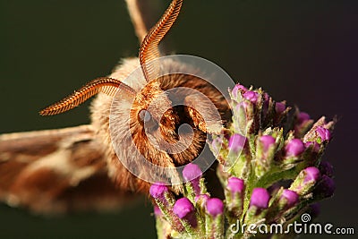 Gypsy moth Stock Photo