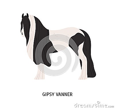 Gypsy vanner flat vector illustration. Pedigree equine, tinker breed, draft horse. Hoss breeding, equestrian sport Vector Illustration