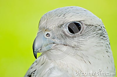 Gyrfalcon Stock Photo