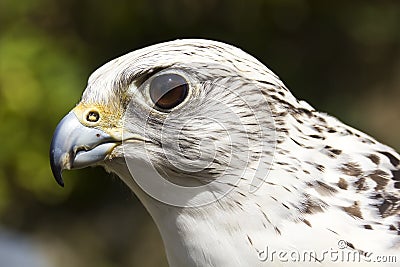 Gyrfalcon Stock Photo