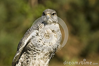 Gyrfalcon (falco rusticolus) Stock Photo