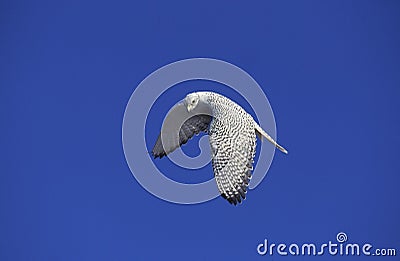 GYRFALCON falco rusticolus, ADULT IN FLIGHT, CANADA Stock Photo