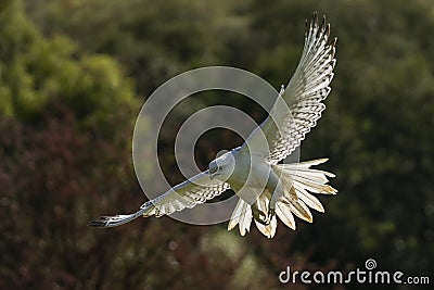 Gyrfalcon Falco rusticolus Stock Photo