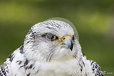 Gyrfalcon Falco rusticolus Stock Photo