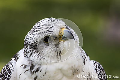 Gyrfalcon Falco rusticolus Stock Photo