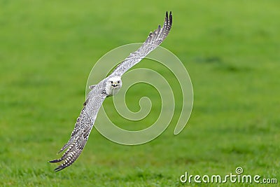 Gyrfalcon flying in the Netherlands Stock Photo