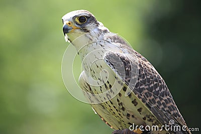 Gyrfalcon Stock Photo