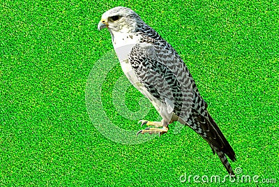 Gyrfalcon perched on a lawn Stock Photo