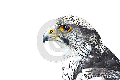 Gyrfalcon portrait Stock Photo