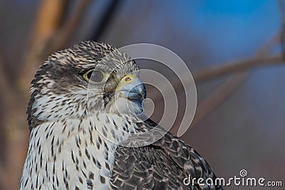 Gyrfalcon Stock Photo