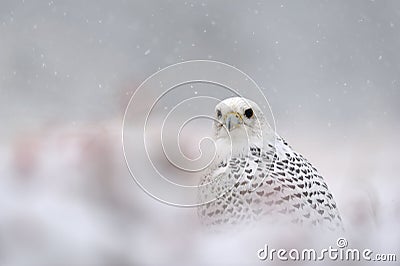 Gyrfalcon on snowy winter Stock Photo