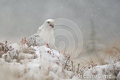 Gyrfalcon on snowy winter Stock Photo