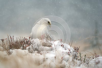 Gyrfalcon on snowy winter Stock Photo