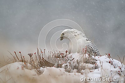 Gyrfalcon on snowy winter Stock Photo