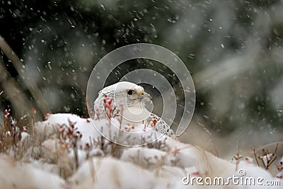 Gyrfalcon on snowy winter Stock Photo