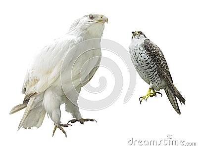 Gyrfalcon Stock Photo