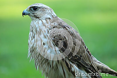 Gyrfalcon Stock Photo