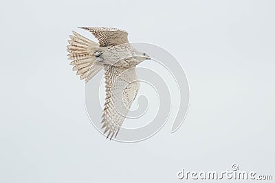 Gyrfalcon Stock Photo