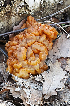 Gyromitra esculenta Stock Photo