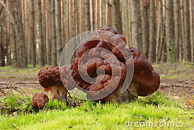 Gyromitra esculenta fungus (False morel) Stock Photo