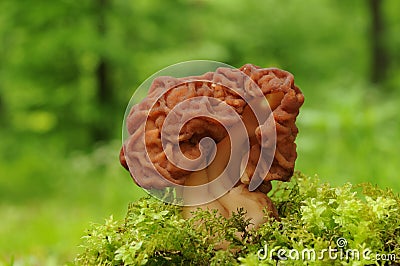 Gyromitra esculenta fungus Stock Photo