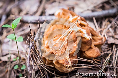 Gyromitra gigas in Russian autumn forest, commonly known as the snow morel, snow false morel, calf brain, or bull nose mushroom Stock Photo