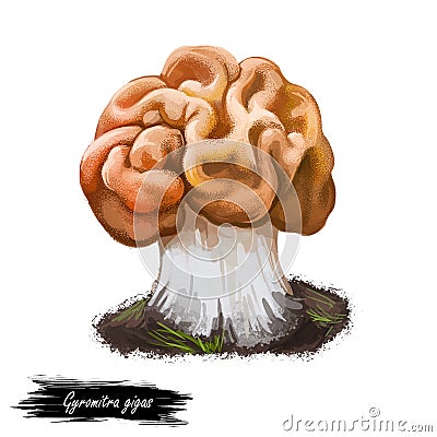 Gyromitra gigas or snow false morel, calf brain or bull nose mushroom closeup digital art illustration. Boletus has orange winding Cartoon Illustration