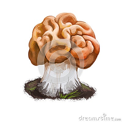 Gyromitra gigas or snow false morel, calf brain or bull nose mushroom closeup digital art illustration. Boletus has orange winding Cartoon Illustration