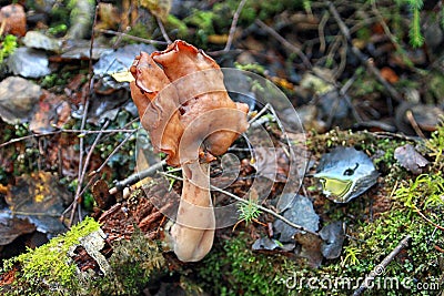 Gyromitra infula commonly known as the hooded false morel or the elfin saddle Stock Photo