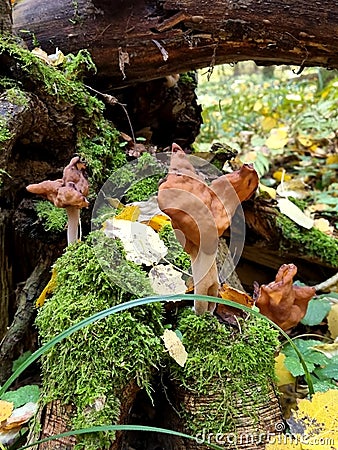 Gyromitra infula, saddle fungus, a genus of mushrooms of the Helwell family. Mushrooms of the autumn forest Stock Photo