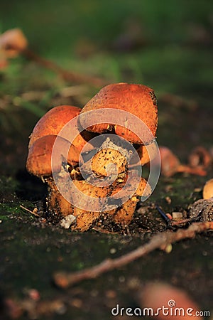 Gyroporus castaneus autumn mushroom growing in soil Stock Photo