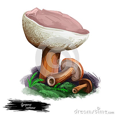Gyroporus castaneus chestnut bolete, small, white-pored relation of Boletus mushrooms isolated on white. Digital art illustration Cartoon Illustration