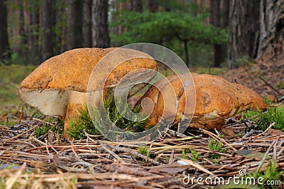Gyroporus castaneus, commonly known as the chestnut bolete Stock Photo