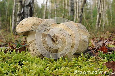 Gyroporus cyanescens, commonly known as the bluing bolete or the cornflower bolete Stock Photo