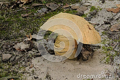 Gyroporus cyanescens, commonly known as the bluing bolete or the cornflower bolete Stock Photo