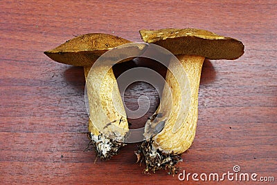 Gyroporus cyanescens from european forest Stock Photo