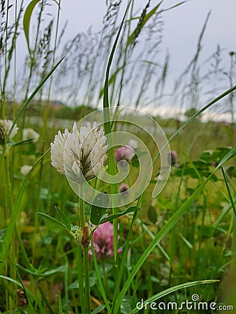 Meadow clove flower Stock Photo