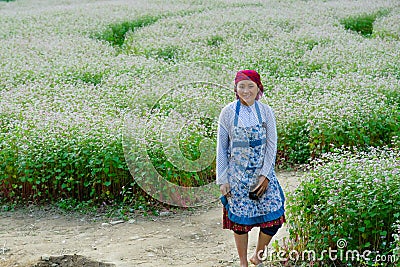 Ha Giang / Vietnam - 31/10/2017: Local Vietnamese woman in traditional clothes standing in a field of white flowers in the North Editorial Stock Photo