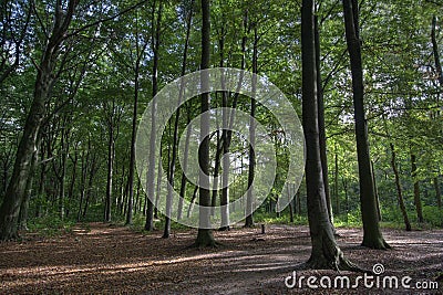 Haagse Bos Stock Photo