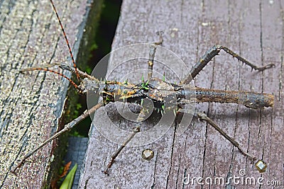 Spiny Stick Insect on a wooden platform in Gunung Mulu National Park, Sarawak, Malaysia Stock Photo