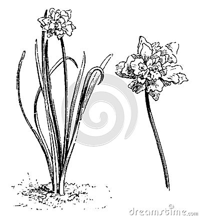 Habit and Detached Flower of Narcissus Pseudo-Narcissus Plenus vintage illustration Vector Illustration