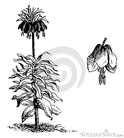 Habit and Detached Single Flower of Fritillaria Imperialis vintage illustration Vector Illustration